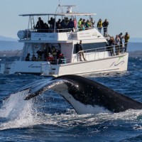 Whale Watching Port Macquarie | Geronigo